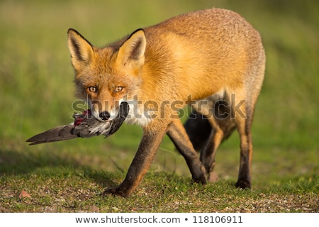 [[stock_photo]]: Hunter With His Dogs Hunting A Fox