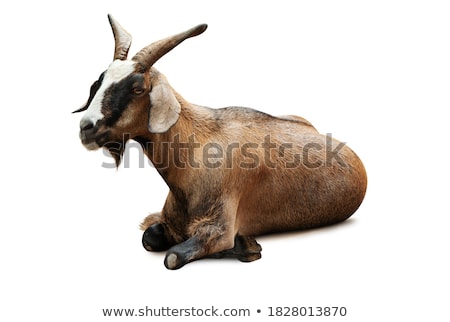 Stok fotoğraf: Brown Pygmy Goat On White