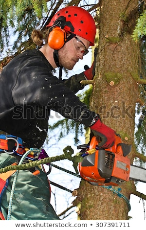 Stock photo: Woodcutter In Action In A Tree In Denmark