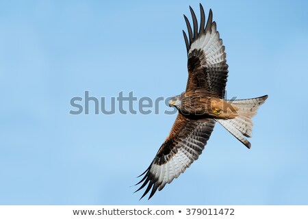 Stock photo: Red Kite Flying Through Clear Blue Sky