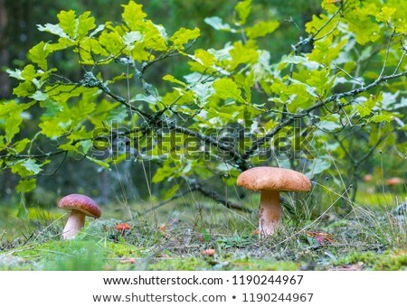 Zdjęcia stock: Two Ceps Under Small Oak Tree