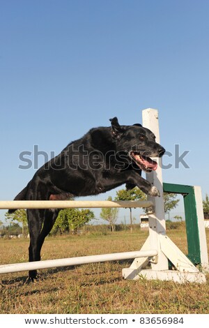 Old Labrador Retriever In Agility Сток-фото © cynoclub