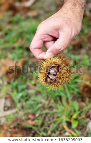 Stok fotoğraf: Green Husks Of Sweet Chestnut Tree On Hand
