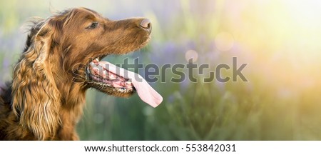 Stock photo: A Dog Panting