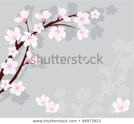 Greeting Card With Fresh Branch Of Cherry Tree With Shadows On White 商業照片 © Dahlia