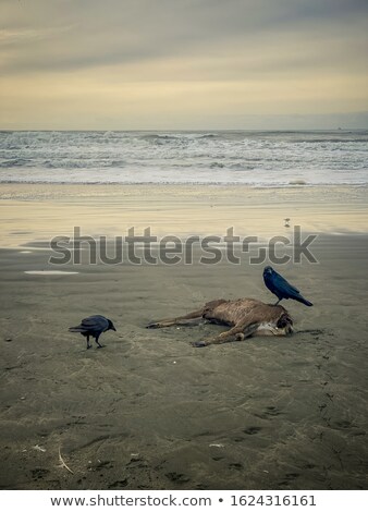 Сток-фото: San Francisco Ocean Beach Dead Bird In The Sea