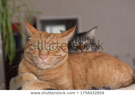 Stock photo: Relaxing Fluffy Ginger Cat Lay Down On The Ground