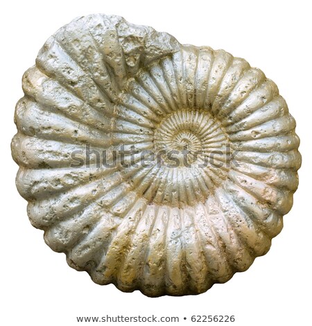 Foto stock: Cockleshell Fossil