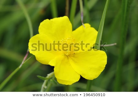 Stock photo: Single Rose On The Rocks