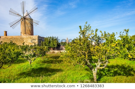 Foto stock: Mediterranean Sea Landscape Balearic Island Mallorca