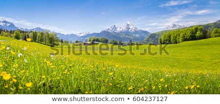 Stock fotó: Spring Flowers On A Field In Bavaria Germany