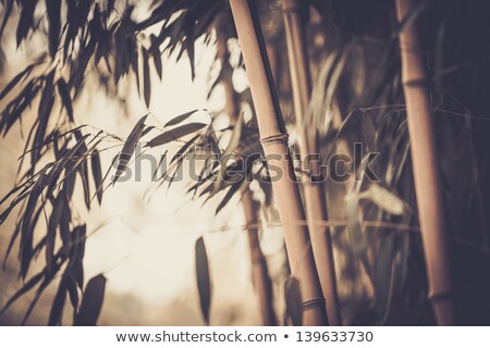 [[stock_photo]]: Toned Picture Of A Bamboo Plant