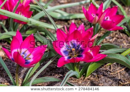 Wild Tulip Violacea Black Base ストックフォト © LianeM