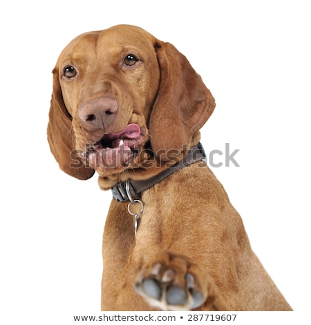 Stock foto: Hungarian Vizsla Gives You Five In White Background