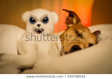 Сток-фото: Dog Having A Nightmare Or Bad Dream