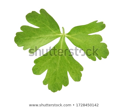 Foto d'archivio: Culinary Background With Branch A Parsley