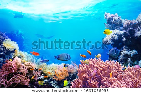 ストックフォト: Aquarium Background