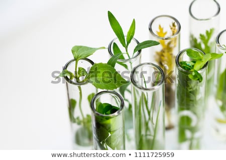 Stock photo: Green Plants In Laboratory Equipment