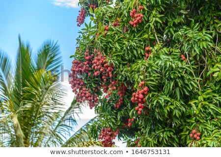 Stockfoto: Litchis Or Lychees