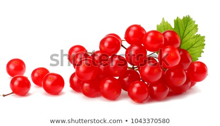 Foto stock: Nowball · Tree · Berryes