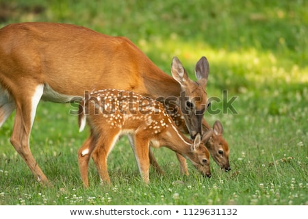 Stock fotó: Female Whitetail Deer