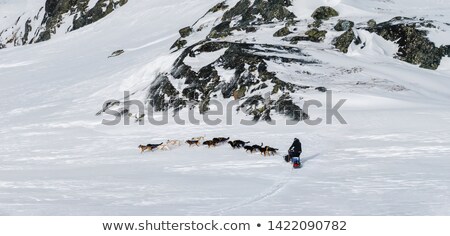 ストックフォト: Dog Sled On The Hardangervidda