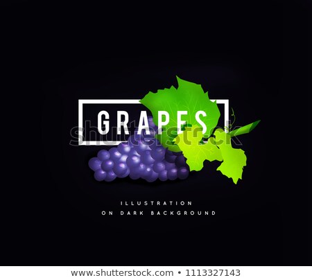 Stok fotoğraf: Grape Branch With Blue Grapes Realistic Illustartion