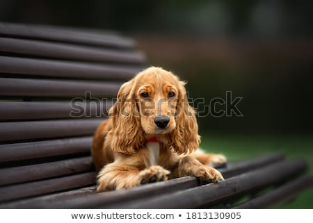 Stok fotoğraf: Portrait Of An Adorable English Cocker Spaniel