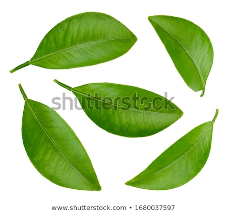 Foto stock: Grapefruit With Leaves