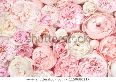 Stockfoto: White Pink Flower