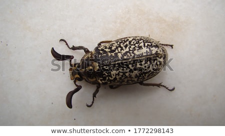 Foto stock: Chrysomelidae Bug In Forest