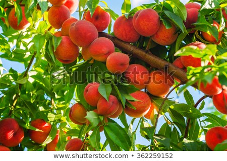 Stock fotó: Peaches On The Tree In The Summer