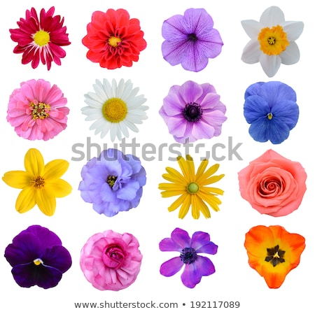 [[stock_photo]]: Flowers Of Bright Petunia