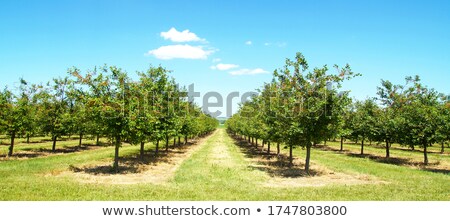 Stock photo: Beautiful Springtime Cloudscape