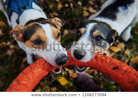 Stok fotoğraf: Two Dogs Fighting Over Stick