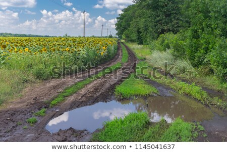 Stock photo: Countryside Landscape With Sunflowers And Big Puddle