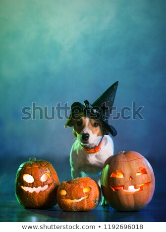 Foto stock: Halloween Witch Dog