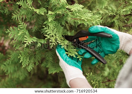 Stock photo: Close Up Of Hands Trimming Grass With Clippers