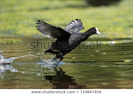 ストックフォト: Eurasian Coot On Pond