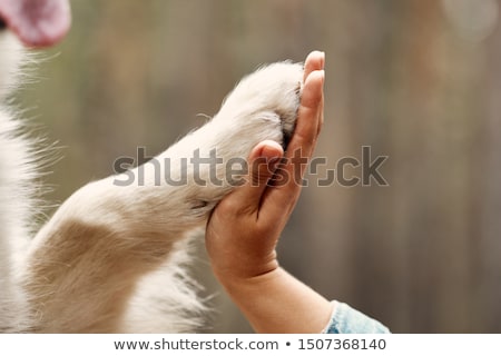 商業照片: Dog And Owner Handshaking