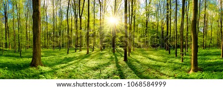 Zdjęcia stock: Shadow From Trees In A Forest