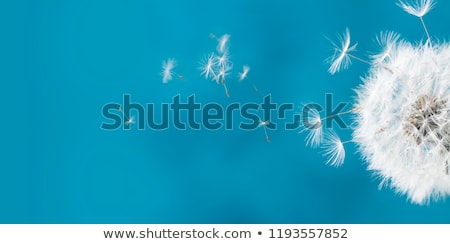 Dandelion Flower Seed Head Closeup 商業照片 © Neirfy