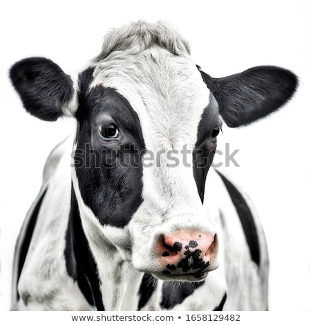 Stockfoto: Portrait Of A Cow