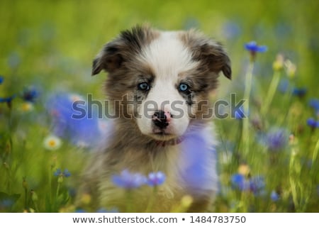 Zdjęcia stock: Cute Border Collie With Copy Space