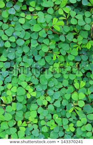 Stock photo: Spring Meadows Surface Seamless Tileable Texture