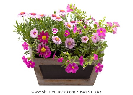 Stok fotoğraf: Purple Flowers In Pot