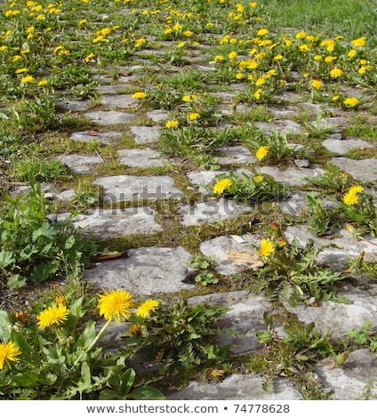 Stockfoto: Very Old Cobble Stone Road Overgrown With Dandelion Flower