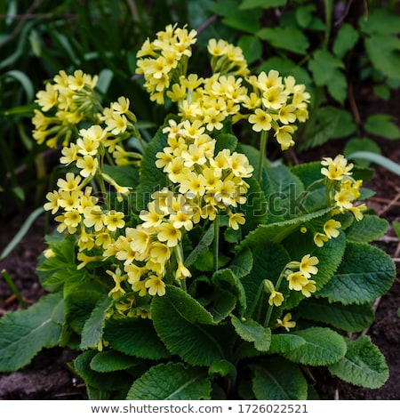 Foto stock: Yellow Primrose