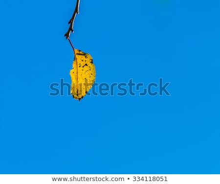 Foto stock: Cherry Tree Leaves Under Blue Sky In Harmonic Autumn Colors