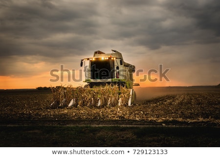 Foto d'archivio: Farmer On Tractor Harvesting Corn In Fall